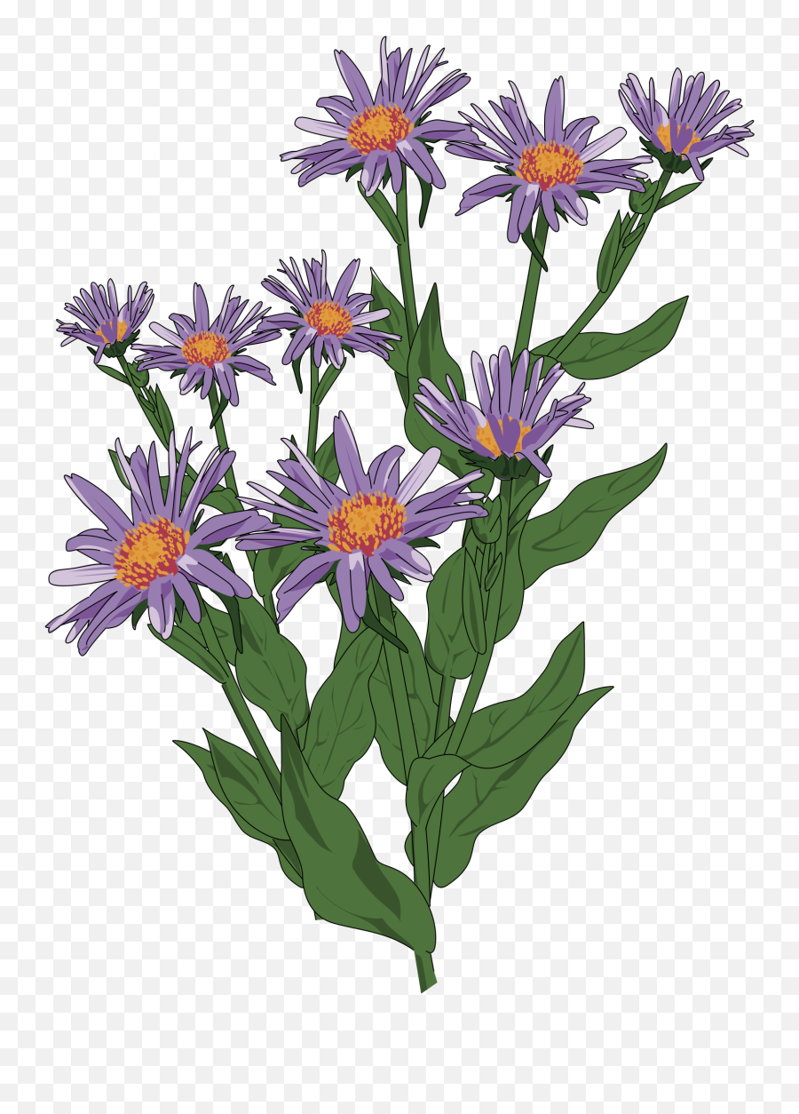 Wild Flower Clip Art - New England Aster Transparent Emoji,Wildflower Clipart