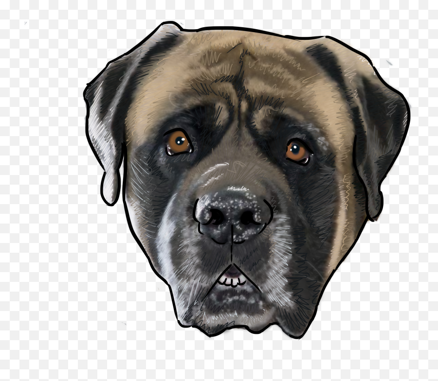 Why Are You A Dog - Mastiff Dog Face Transparent Cartoon English Mastiff Emoji,Dog Face Clipart
