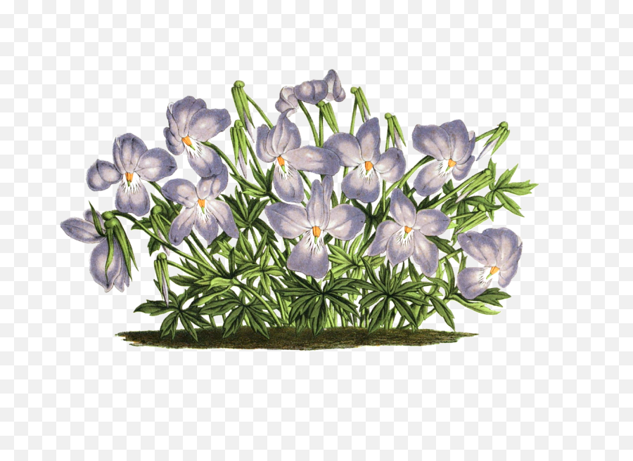 Violet Plant Flowers Isolated Png Picpng Emoji,Purple Flower Transparent Background
