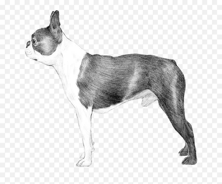 Boston Terriers Dog Breed Info Photos Common Names And Emoji,Boston Terrier Png