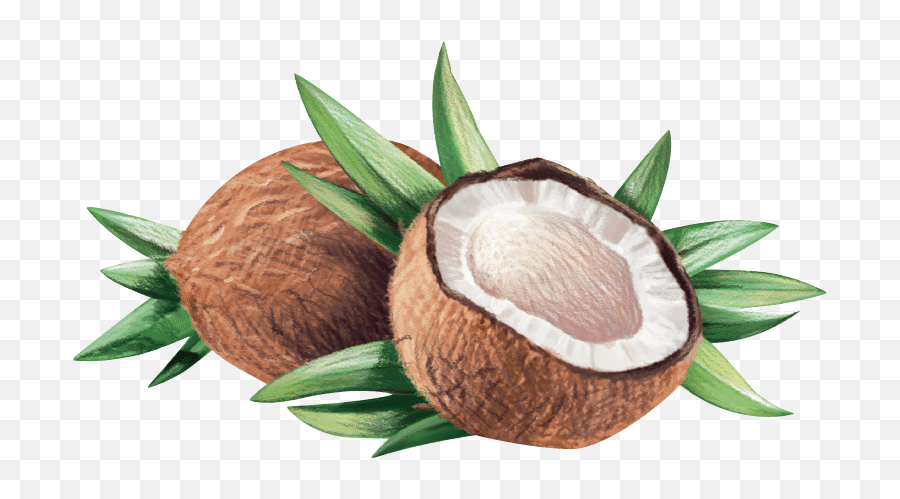 Coconut Clipart Coconut Seed - Virgin Coconut Oil Logo Emoji,Coconut Clipart