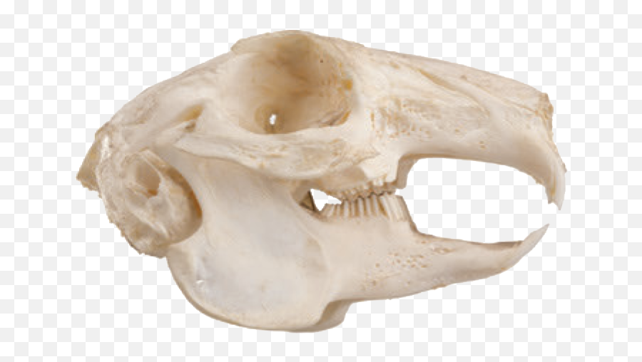 Cabinet Of Curiositiesu0027 Excerpt The Skulls And Teeth Of - Rodents Skull Emoji,Skulls Png