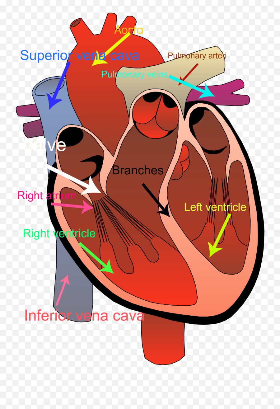 Circulatory System Clipart - Part Of The Human Heart Do You See Emoji,Human Heart Png