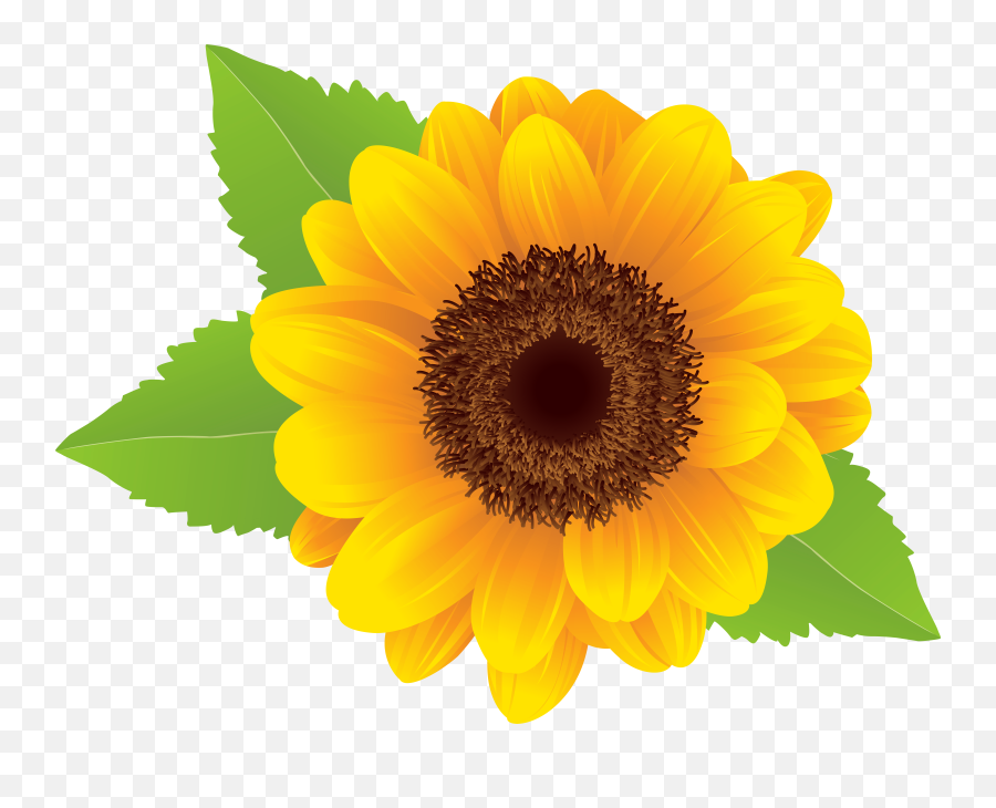 Sunflower Free Sunflower Clip Art Free - Sunflower Png Clipart Emoji,Sunflower Clipart