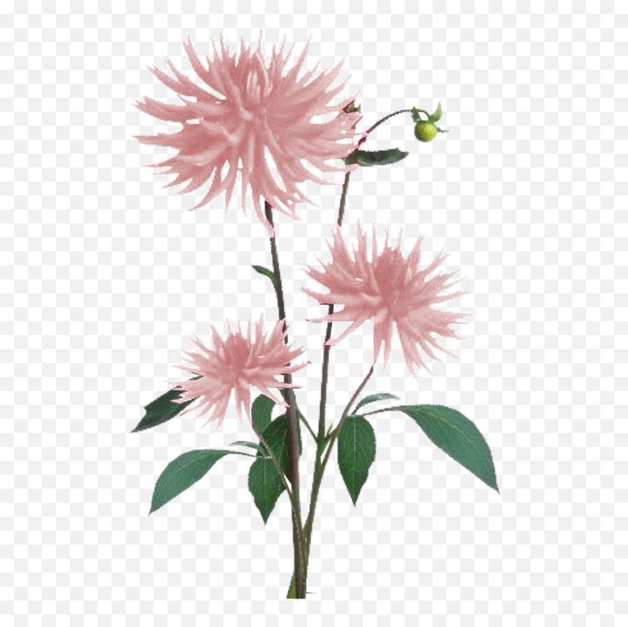 Flower Plant Dahlia Color - Pink Light Png Download 773 Emoji,Dahlia Clipart