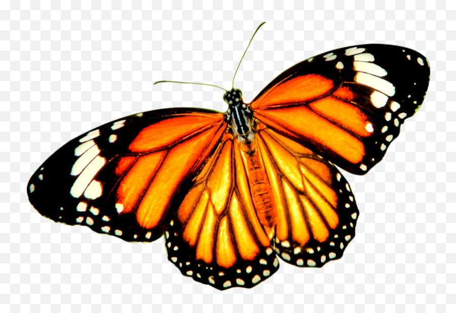 Butterfly Butterfly Png Background Download - Butterfly Transparent Background Emoji,Butterfly Png
