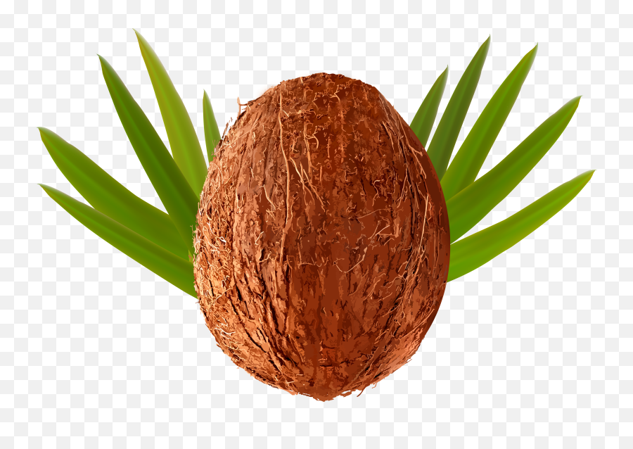 Download Transparent Png Clip Art Image - Clipart Coconut Png Emoji,Coconut Clipart