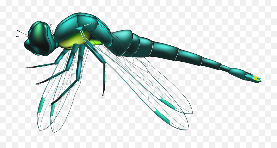 Dragonfly Clipart Png - Clip Art Dragonfly Png Emoji,Dragonfly Clipart
