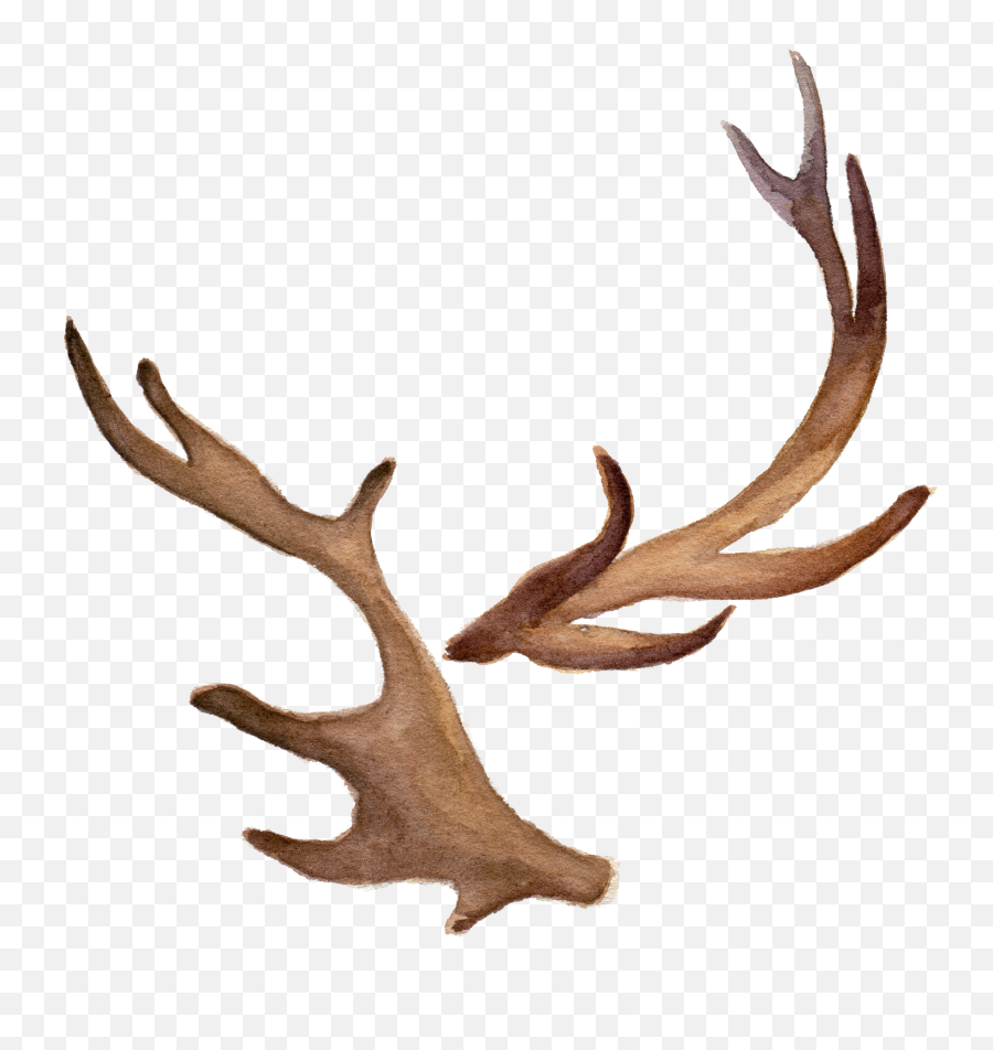 Fawn Antlers - Transparent Deer Antler Png Emoji,Reindeer Antlers Png