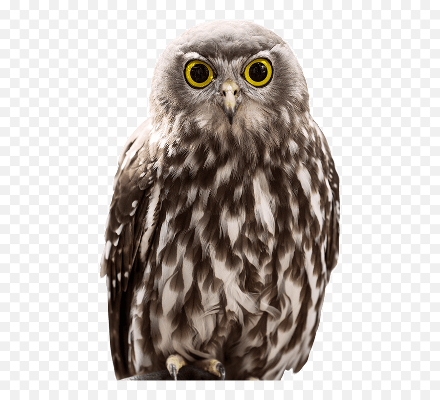 Owl Png Transparent Free Images - Owl Png Emoji,Owl Png