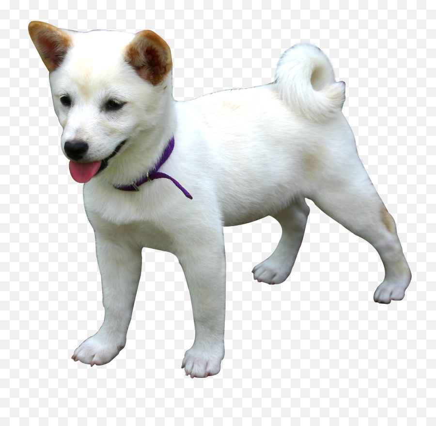 Dog Png Images Transparent Background - Dog Png Emoji,Dog Transparent Background