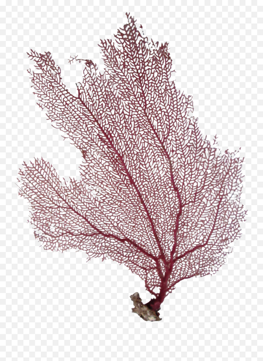 Coral Png - Coral Vector Sea Fan 1127393 Vippng Emoji,Coral Png
