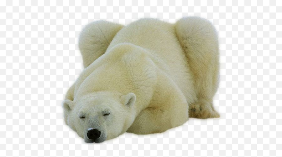 Polar Bear - Polar Bear Png Emoji,Polar Bear Png