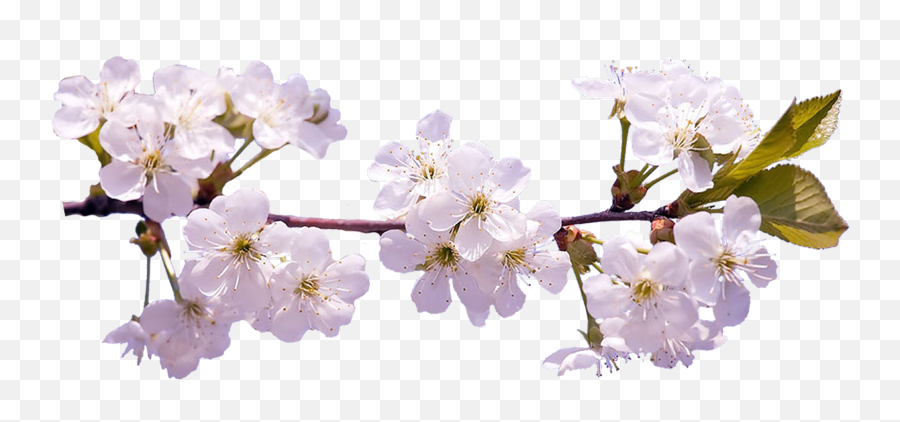 Sakura Png Alpha Channel Clipart Images - Transparent Transparent Background Transparent Png Blossom Cherry Png Emoji,Sakura Transparent
