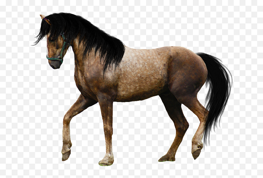 Horse Png Images - Real Horse Png Emoji,Horse Png