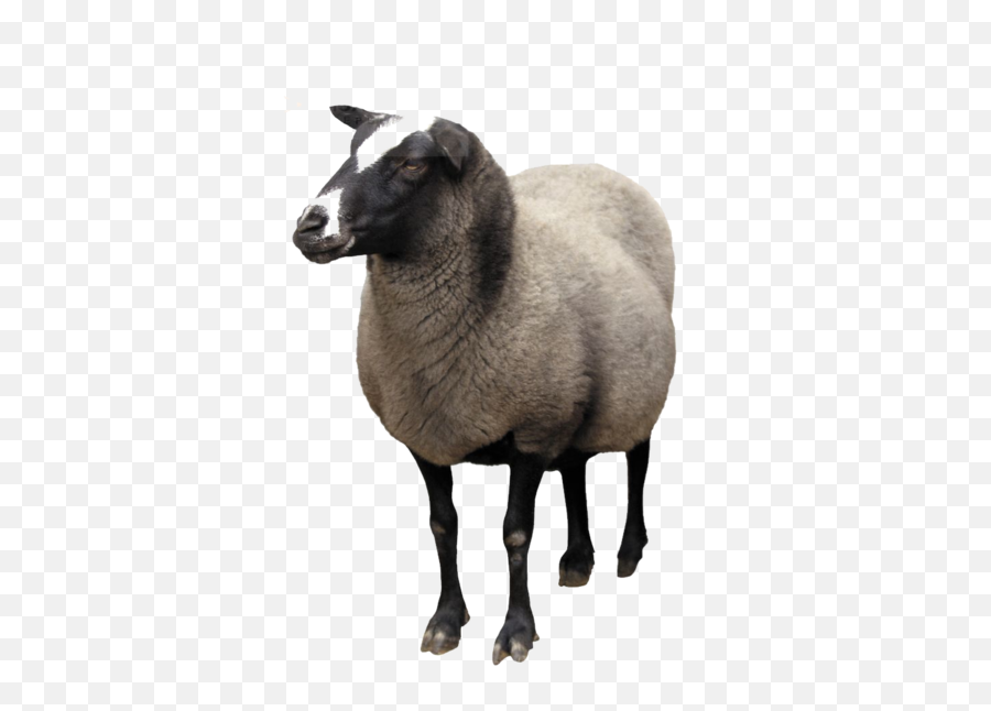 Sheep Goat Clip Art - Sheep Png Download 472600 Free Sheep Png Emoji,Clipart Sheep
