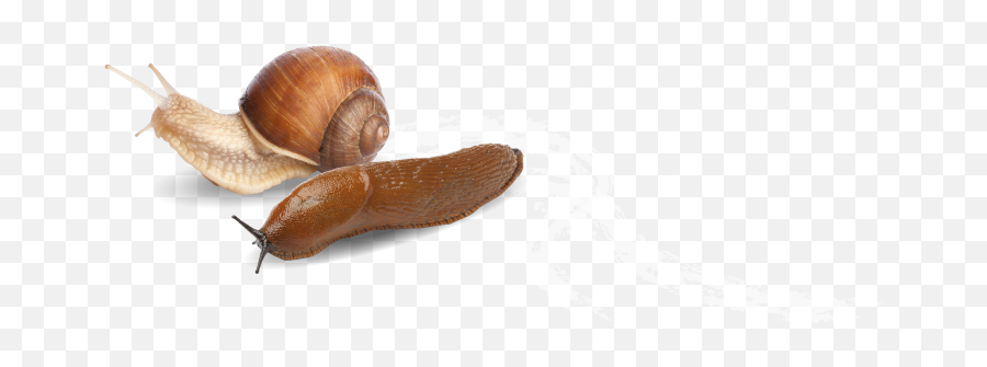 Grazers Slug Snail Trail - Slime Snail Trail Transparent Background Emoji,Snail Png
