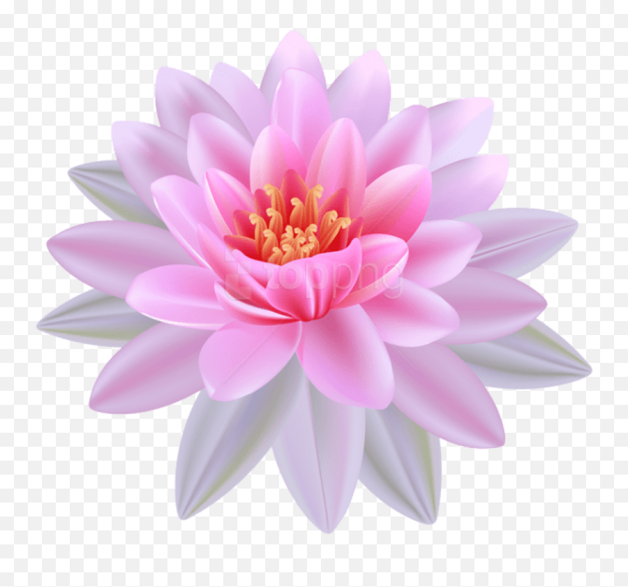 Download Hd Lilies Clipart Lotus Flower - Water Lily Flower Emoji,Water Plants Clipart