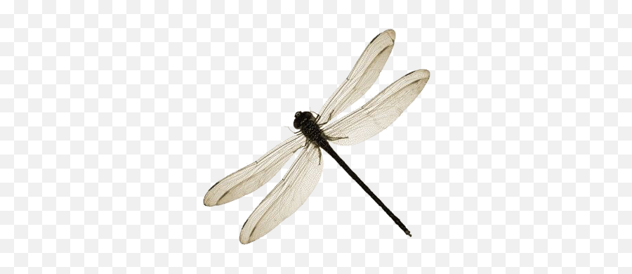 The Most Edited Dragonfly Picsart Emoji,Dragonfly Transparent Background
