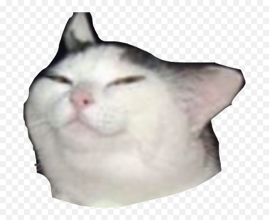 Smug Cat Meme Transparent Full Size Png Download Seekpng - Cat Meme Sticker Png Emoji,Meme Transparent