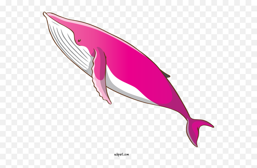 Animals Bottlenose Dolphin Dolphin Fin For Whale - Whale Emoji,Fin Clipart