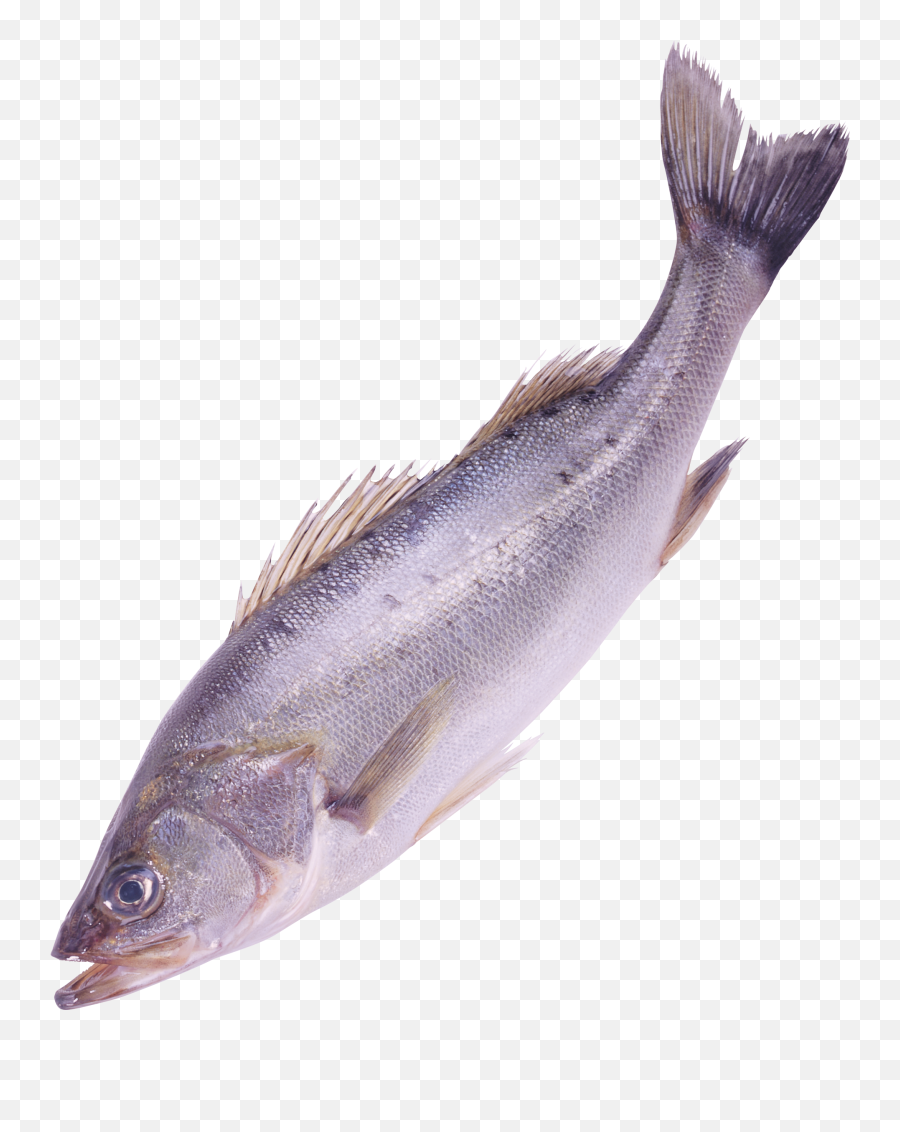 Fish Png Image - River Fish Transparent Background Emoji,Fish Transparent Background