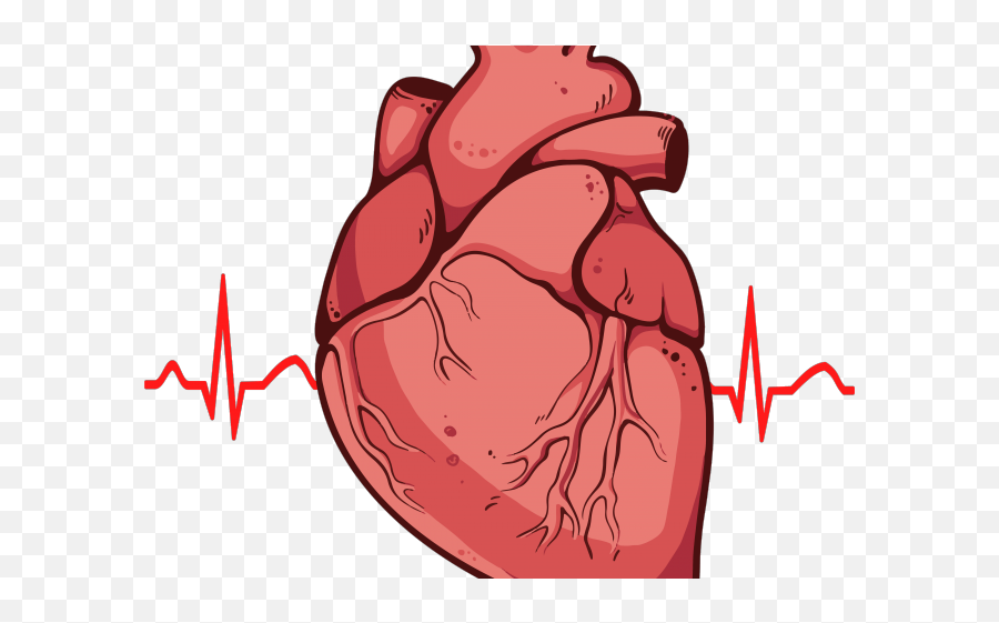 Heart Clipart Clipart Heart Artwork - Real Heart Clipart Real Heart Png Transparent Emoji,Heart Clipart Transparent