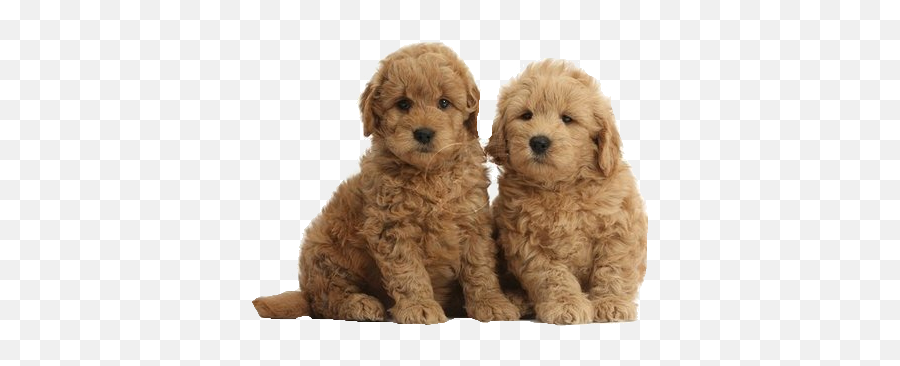 Goldendoodle Puppies - Golden Doodle Puppies Transparent Emoji,Puppy Transparent Background