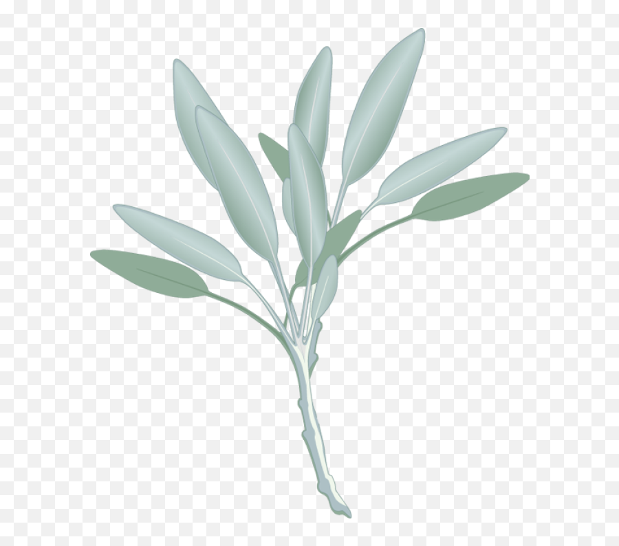 Png Transparent Stock Graphic Design - Clip Art Sage Leaf Emoji,Herbs Clipart