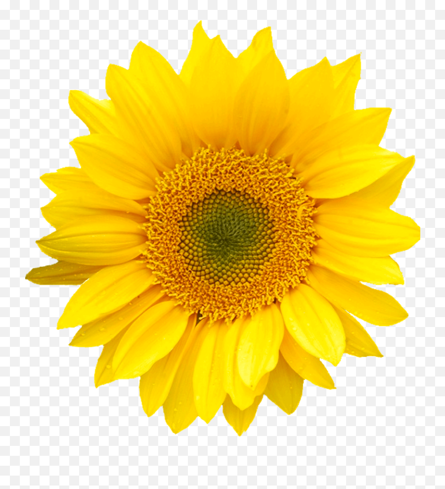 What Are The Best Flowers For Summer Emoji,Sunflower Garden Clipart