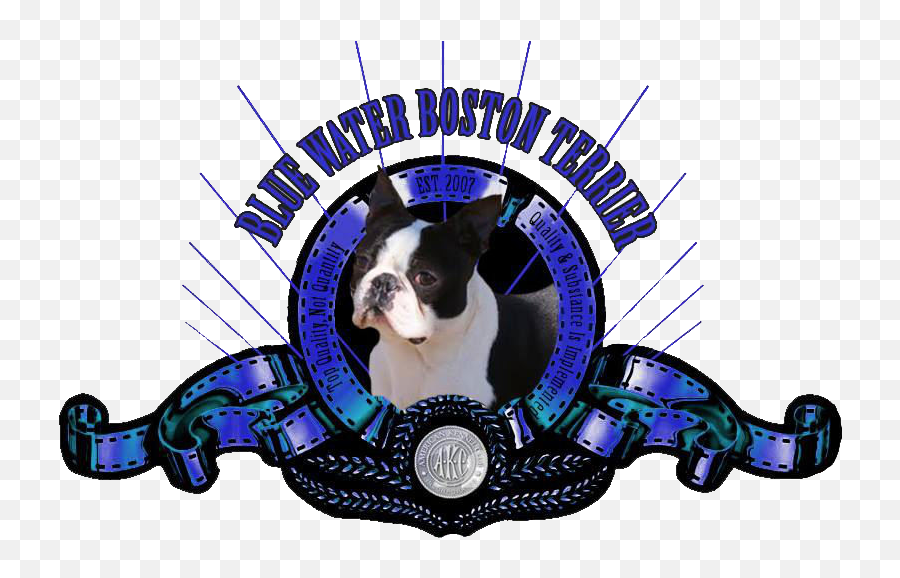 Puppy Waiting List - Blue Water Boston Terriers Emoji,Boston Terrier Png