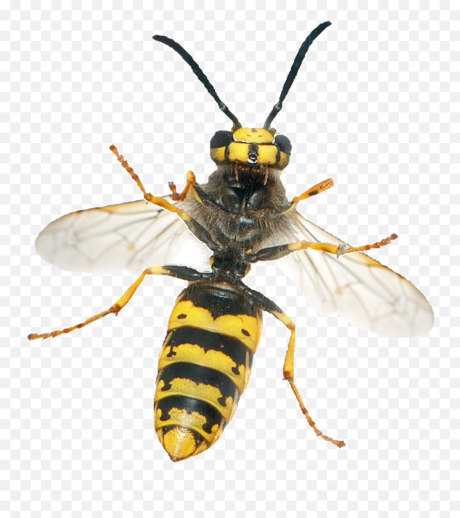 Hornet Wasp Png Image Png Arts Emoji,Hornets Clipart