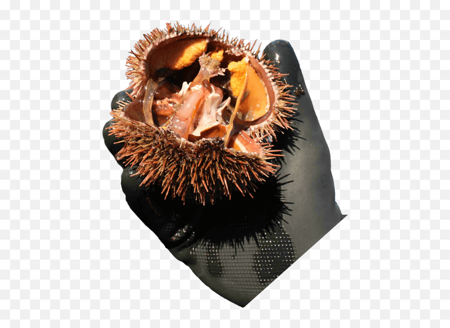 Rbs Seafood Harvesting Sea Cucumbers Green Sea Urchins Emoji,Sea Urchin Png
