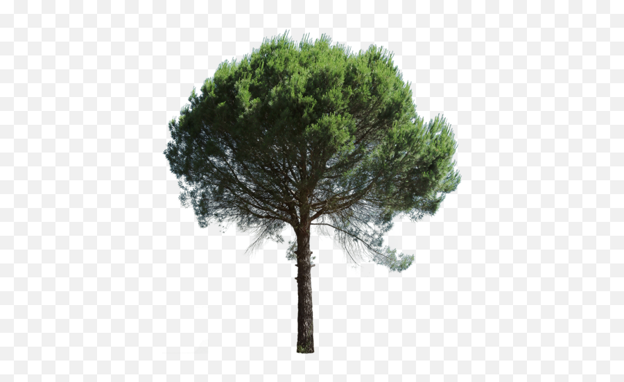 Mediterranean Trees - Pinus Pinea Emoji,Trees Png