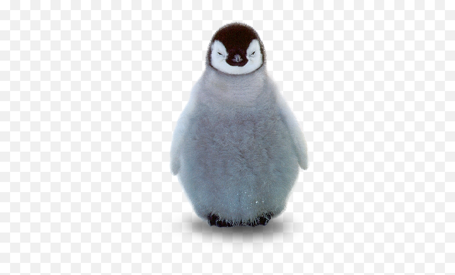 Baby Penguin No Background Transparent - Baby Penguin Png Emoji,Penguin Transparent Background