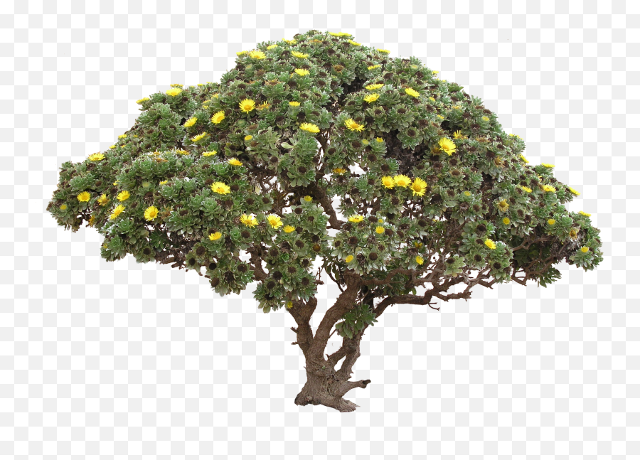 Tree Bush Png Transparent Background - Arbol Formato Png Emoji,Bush Png