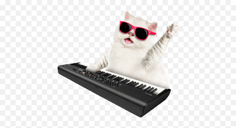 Copy Cat Theme Baamboozle Emoji,Dancing Cat Gif Transparent