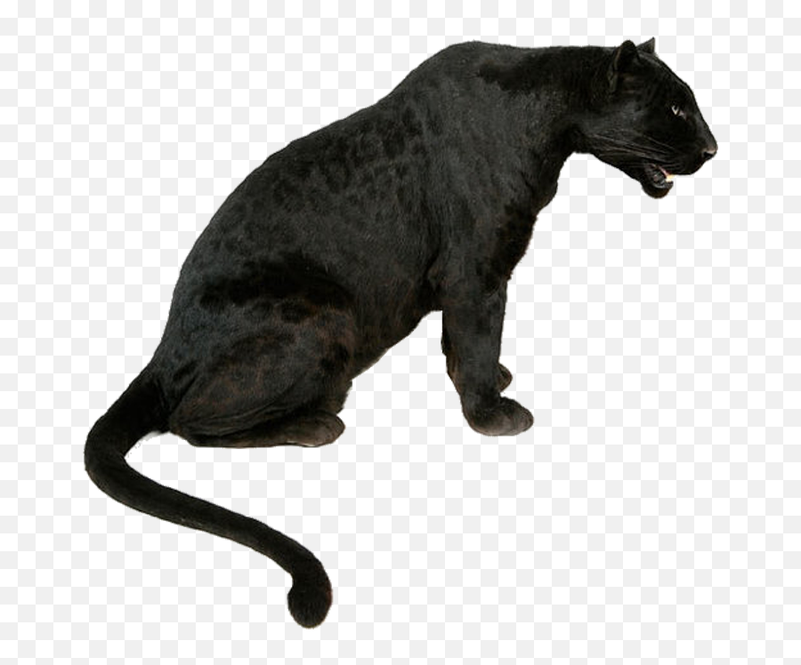 Leopard Tiger Jaguar Black Panther Lion - Leopard Png Emoji,Panther Transparent