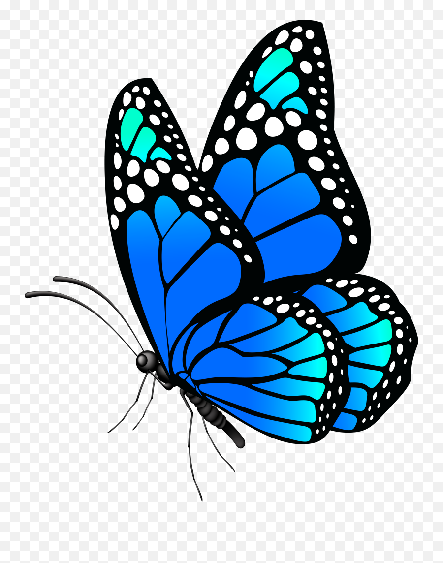 Library Of Blue Butterfly Clipart Library Library Png Png Emoji,Butterfly Png
