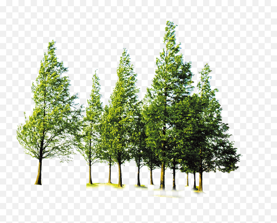 Free Transparent Tree Png Download - Forest Tree Png Emoji,Treeline Png