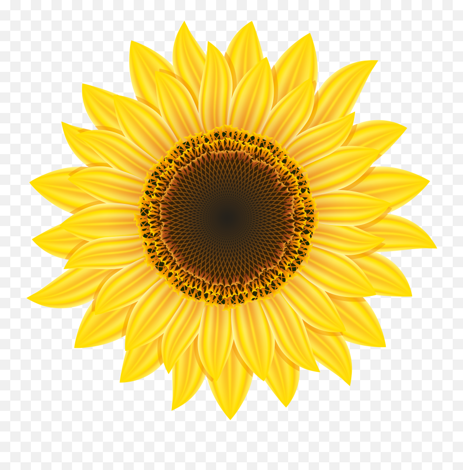 Sunflower Clipart Sunflower Png - Sunflower Png Emoji,Sunflower Clipart