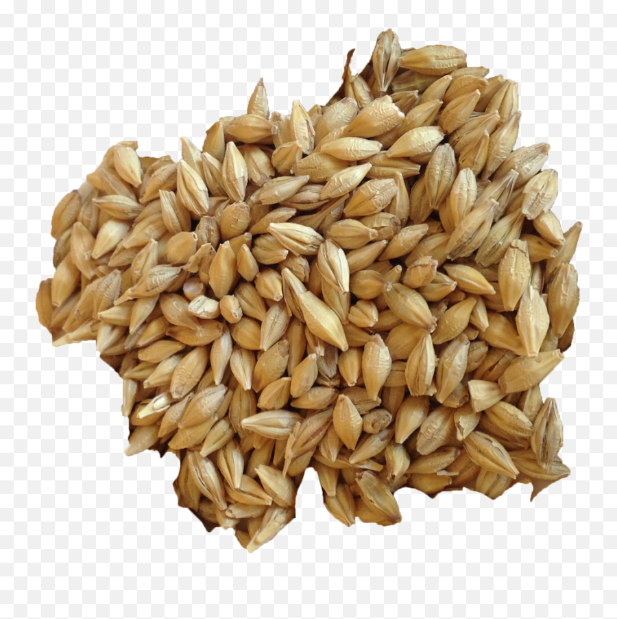 Wheat Barley Png Clipart Background - Barley Grains Transparent Background Emoji,Wheat Clipart