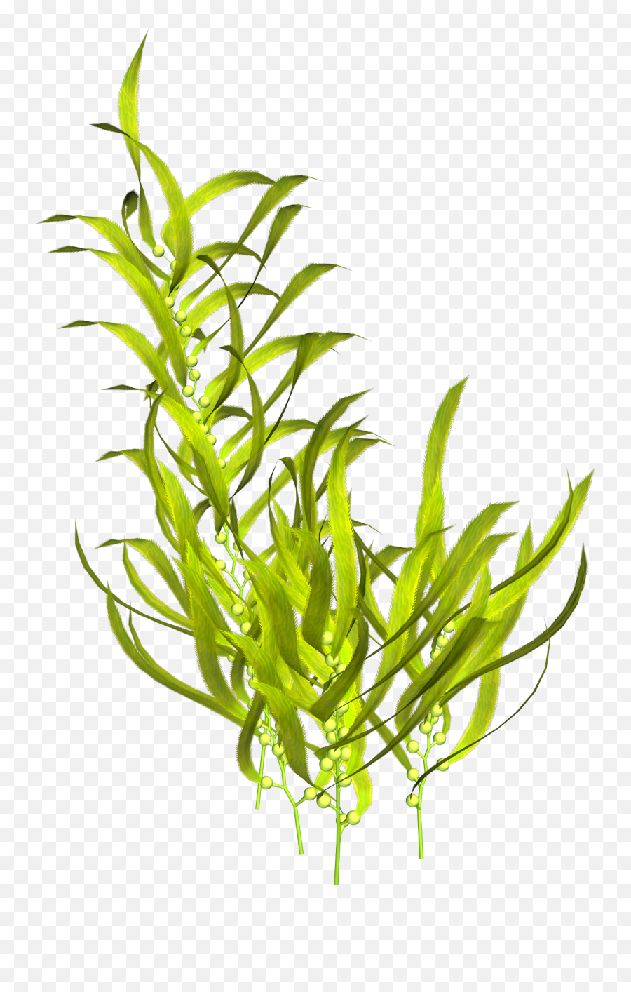 Seaweed Aquatic Plants Clip Art - Transparent Seaweed Png Transparent Background Coral Png Emoji,Seaweed Png