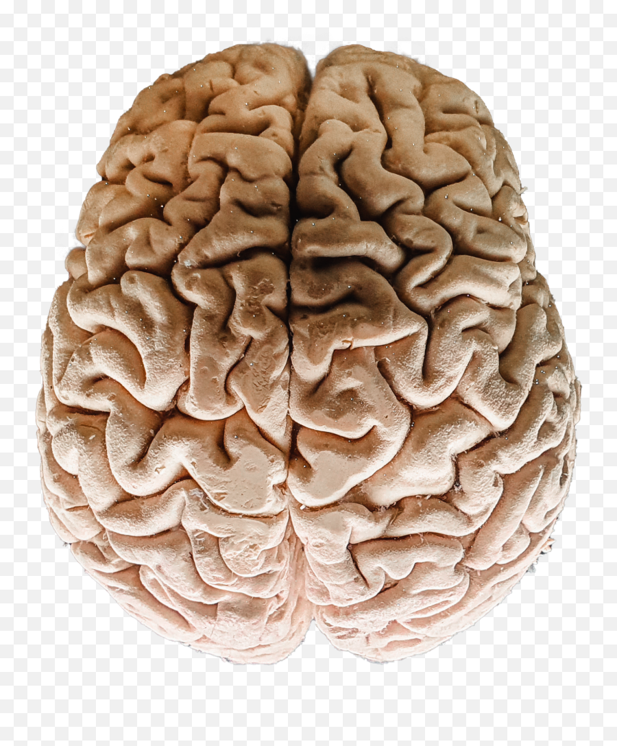 Human Brain Free Stock Photo - Imahenes De Cerebro Humano Real Emoji,Brain Transparent Background