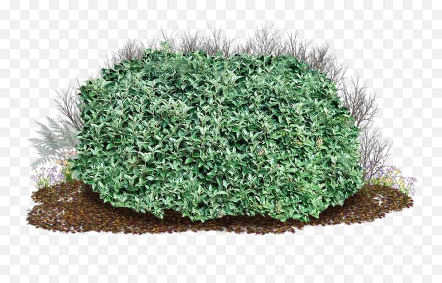 Transparent Background Bushes Png Emoji,Bush Png