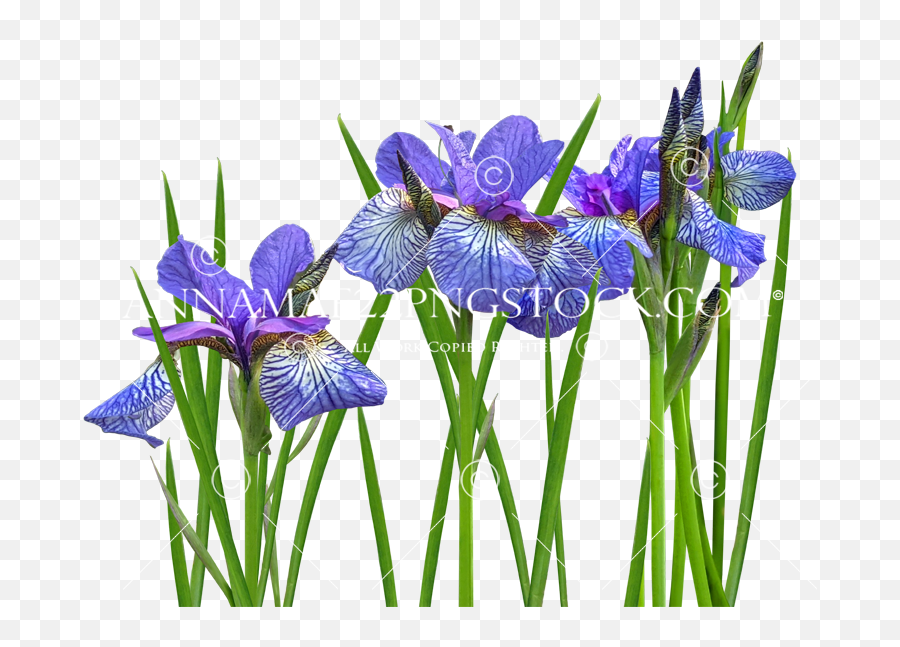 Flowersplants Png Stock Photos Emoji,Purple Flower Transparent Background
