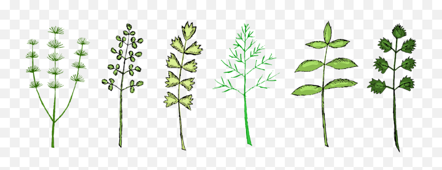 Herbs Herb Spice - Free Image On Pixabay Emoji,Herbal Clipart