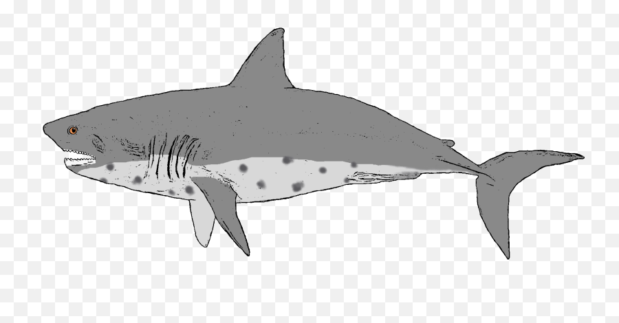 515 U2013 Salmon Shark - Mackerel Sharks Emoji,Shark Transparent Background