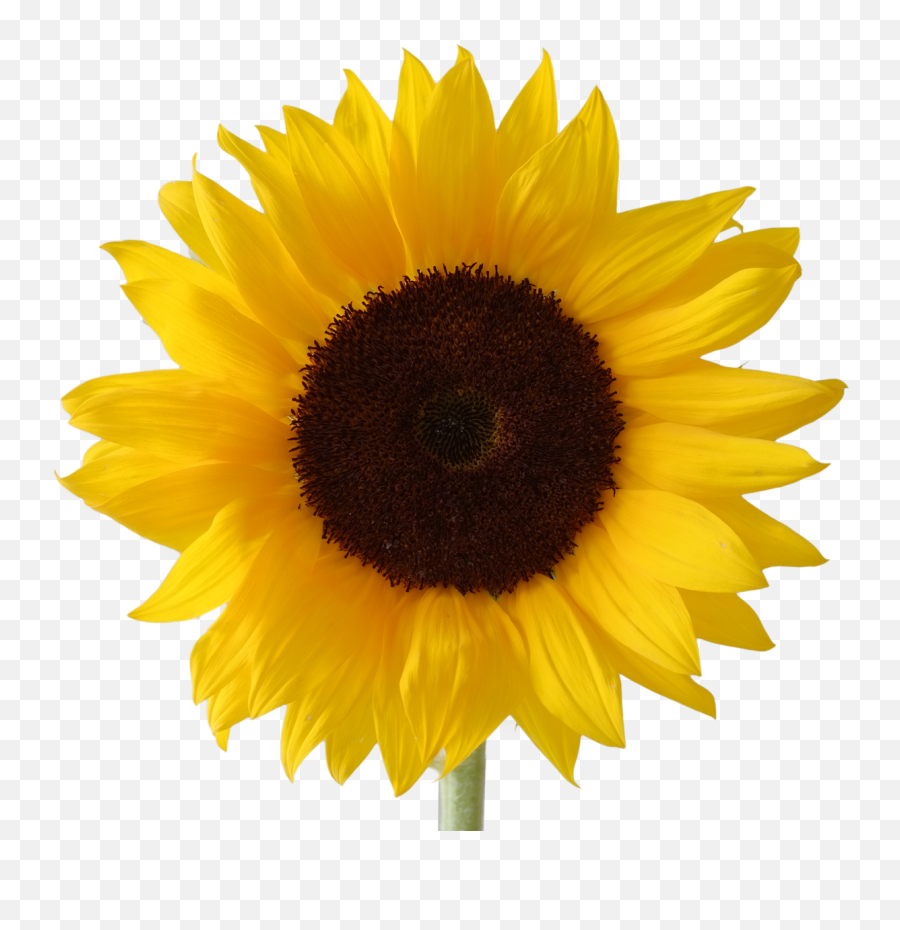 Sunflowers Clipart Pdf - Sun Flower Vector Png Emoji,Sunflower Clipart