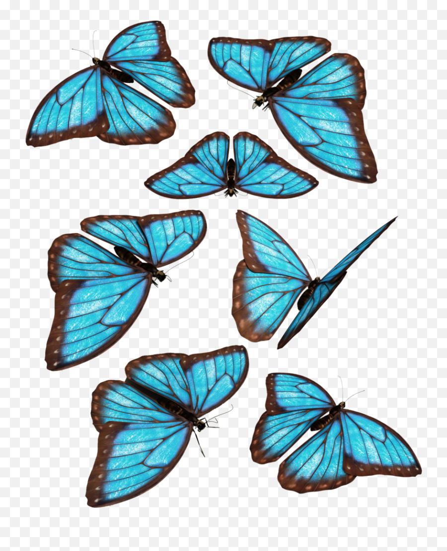Monarch Butterfly Morpho Menelaus Blue - Group Blue Butterflies Png Emoji,Monarch Butterfly Png